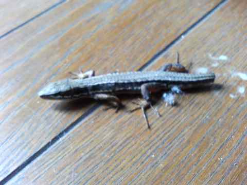 070427lizard1.jpg