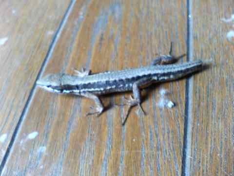 070427lizard2.jpg